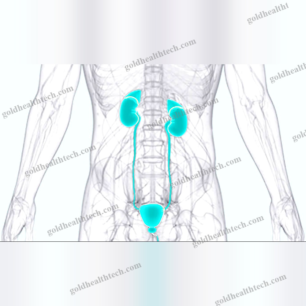 Digital Urodynamic System