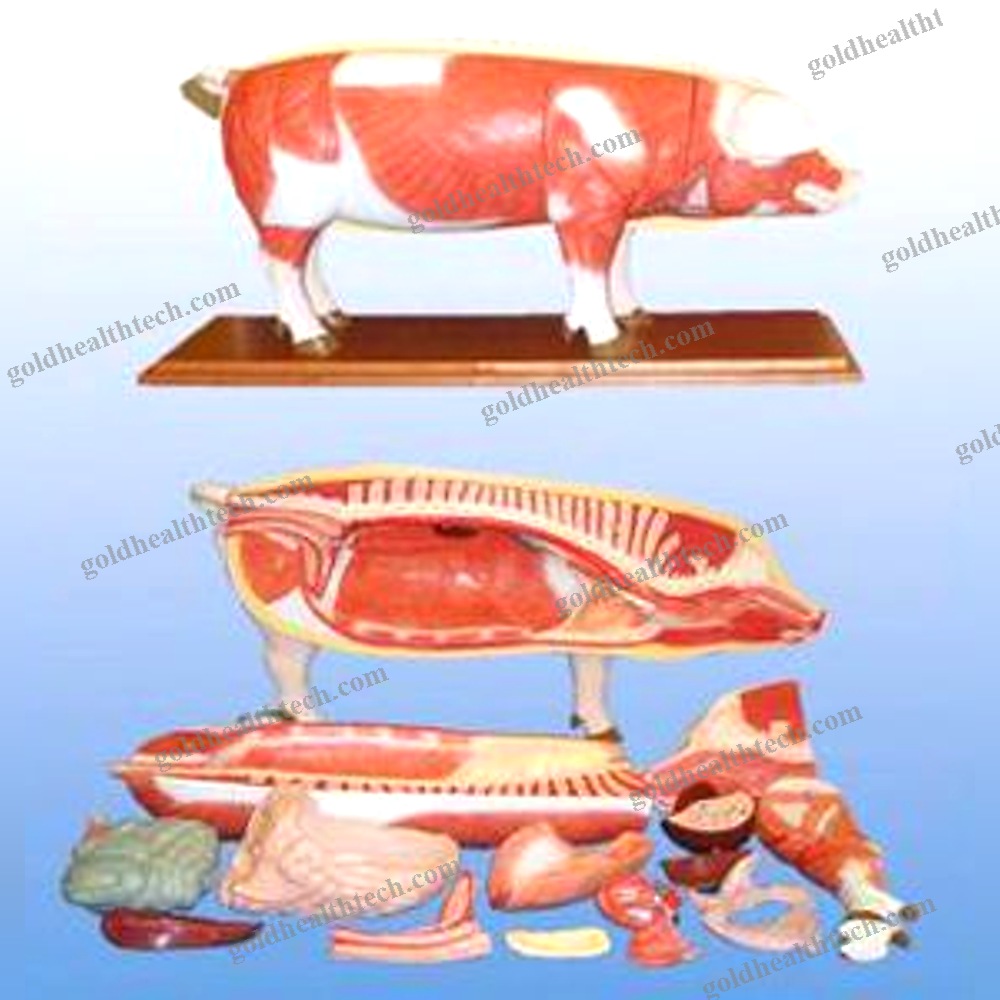 Lung Model