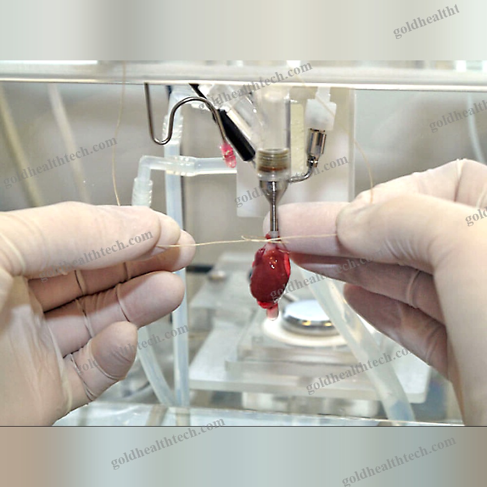 Animal Research Organ Perfusion System
