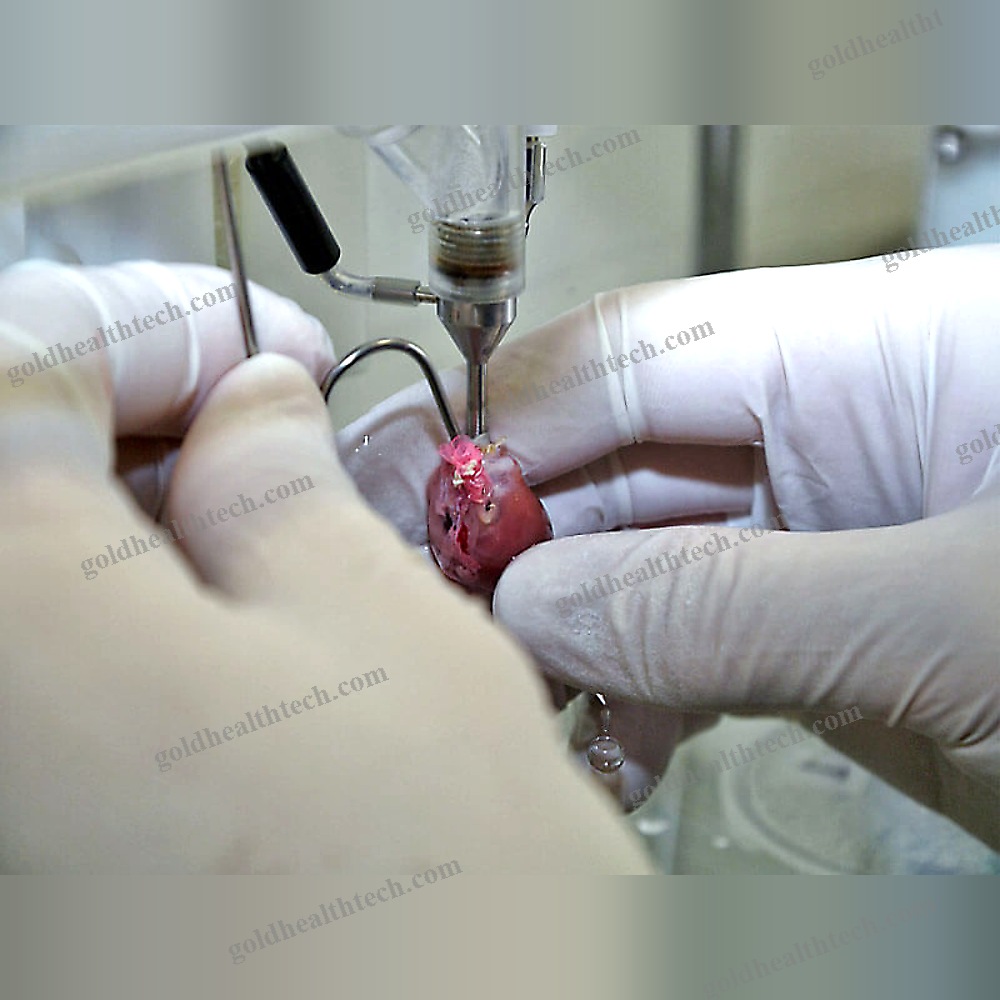 Animal Research Organ Perfusion System