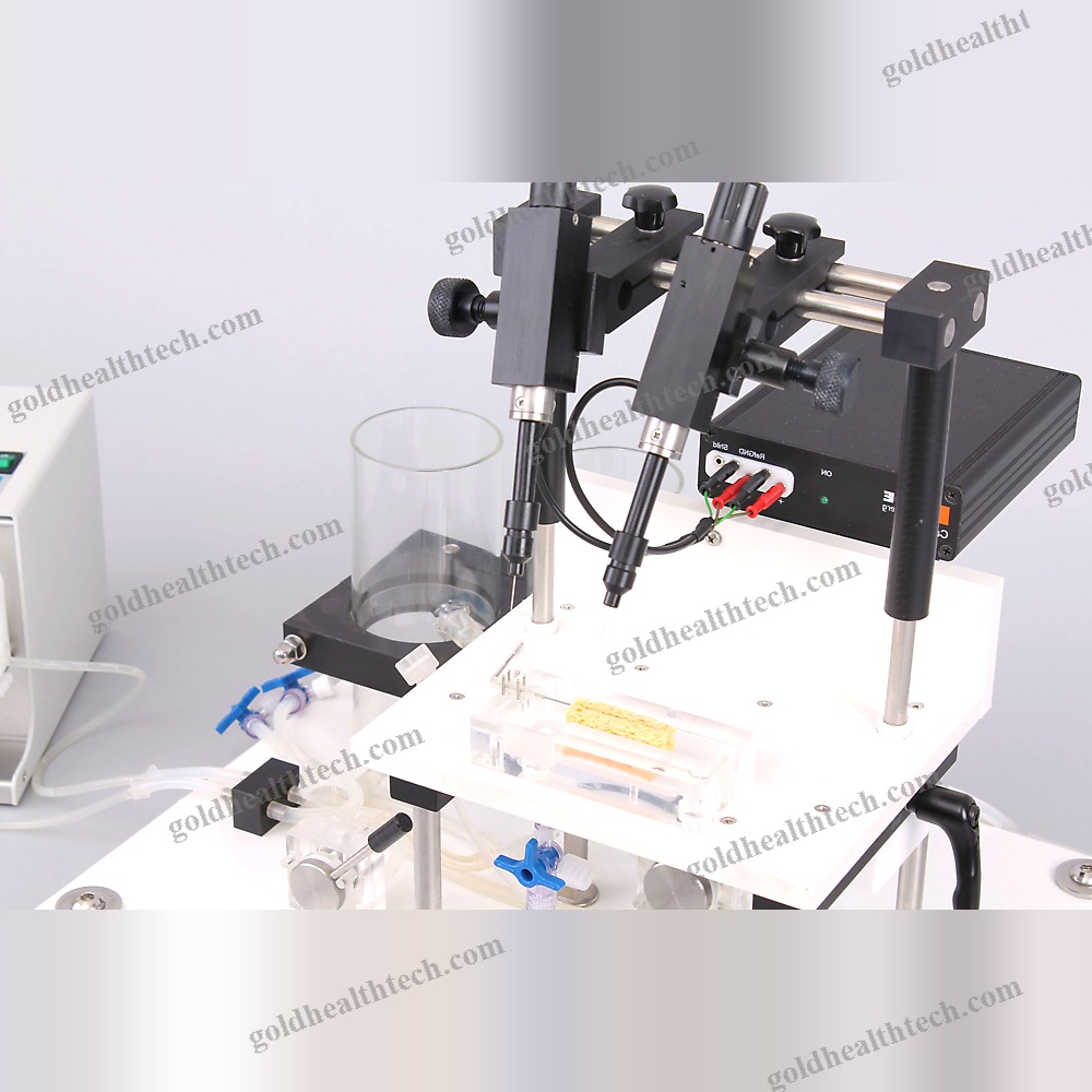 Heart Organ Perfusion System