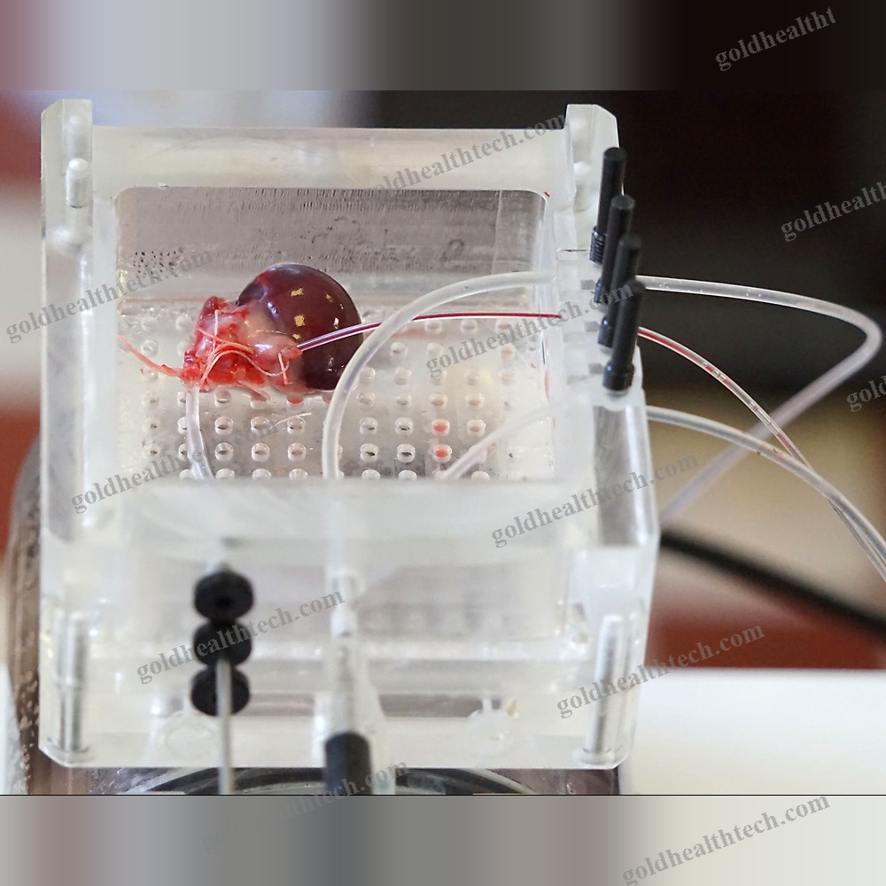 Animal Research Organ Perfusion System