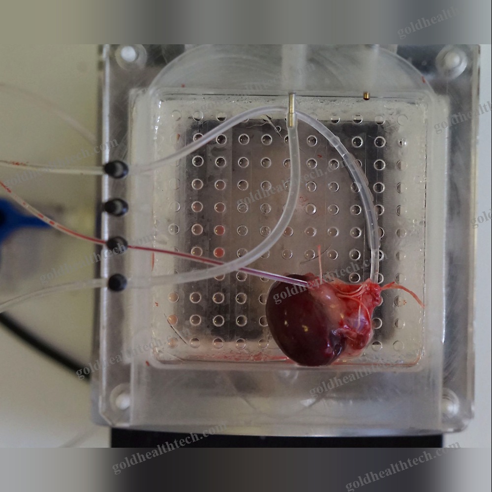 Animal Research Organ Perfusion System