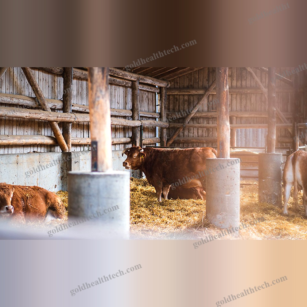 Disinfection Lamp
