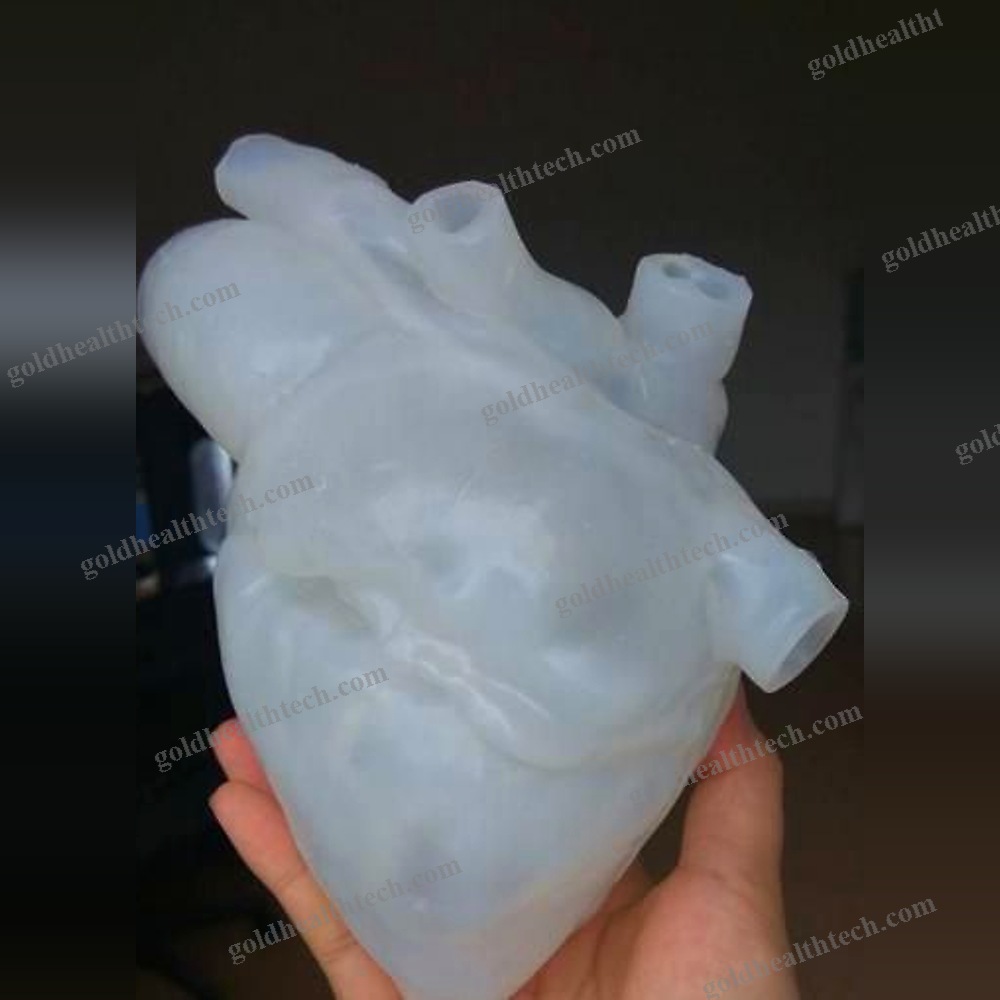 Heart Model
