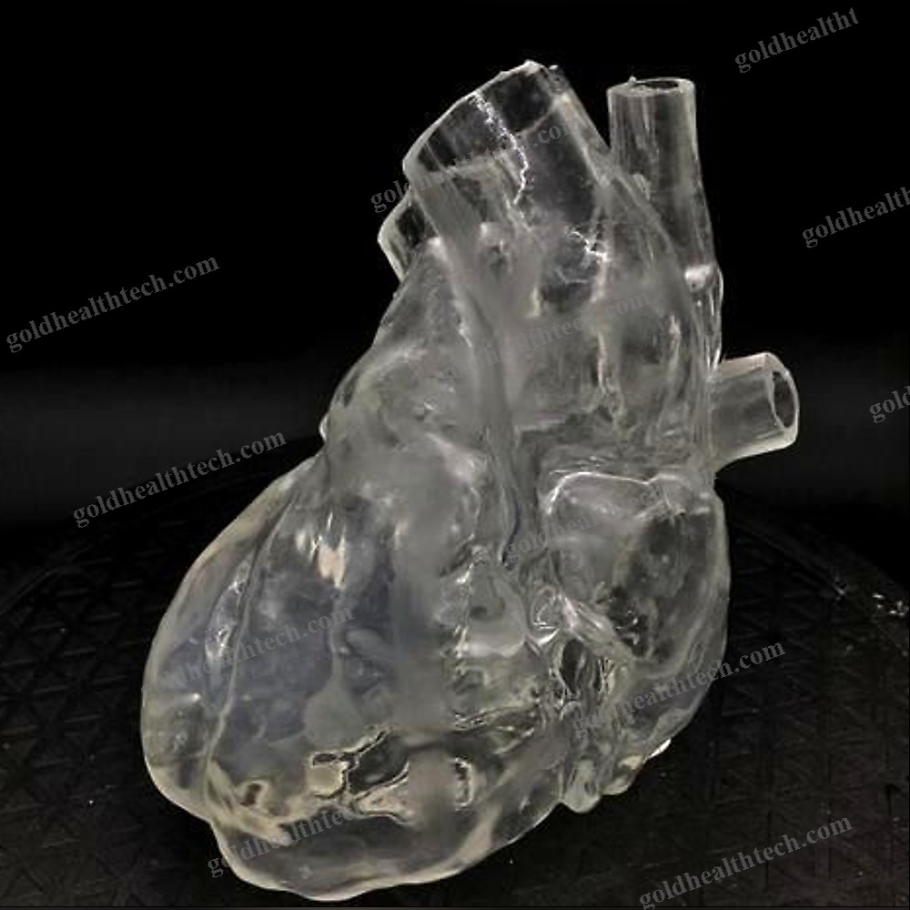 Heart Model