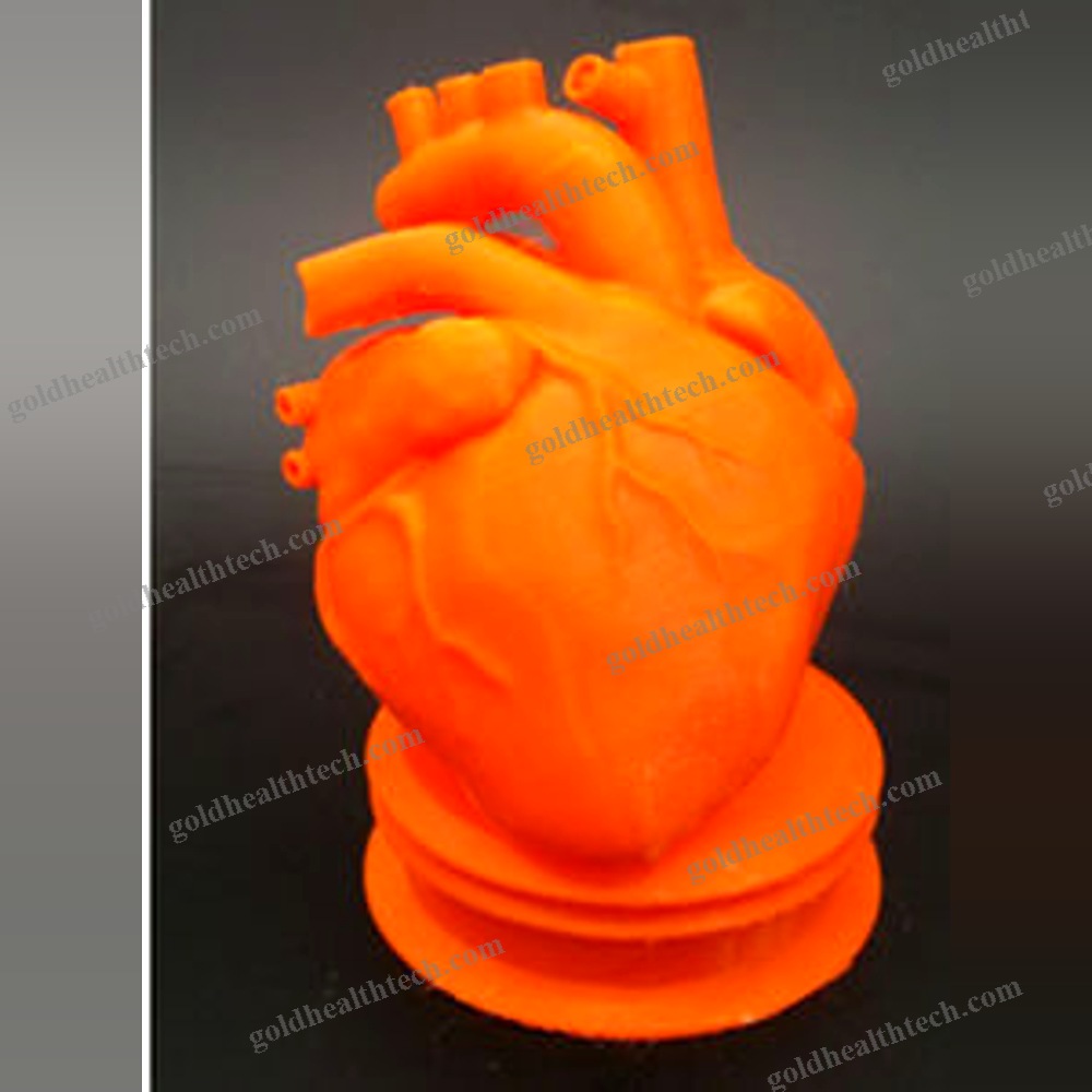 Heart Model