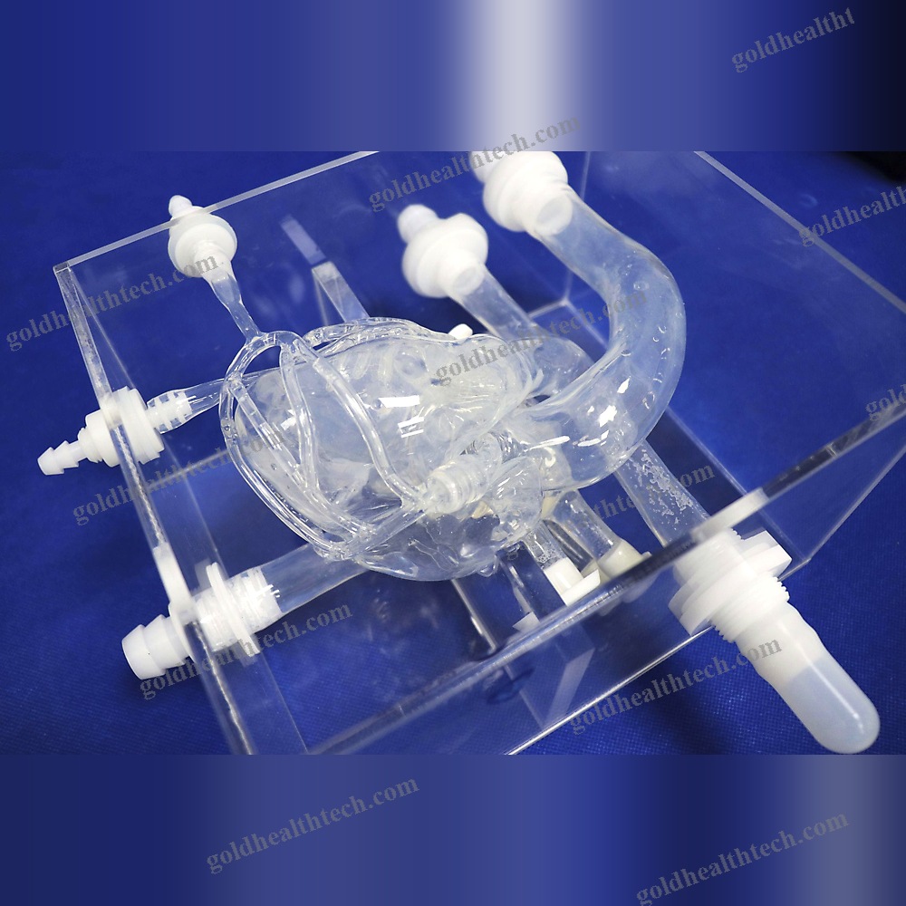 Heart Model