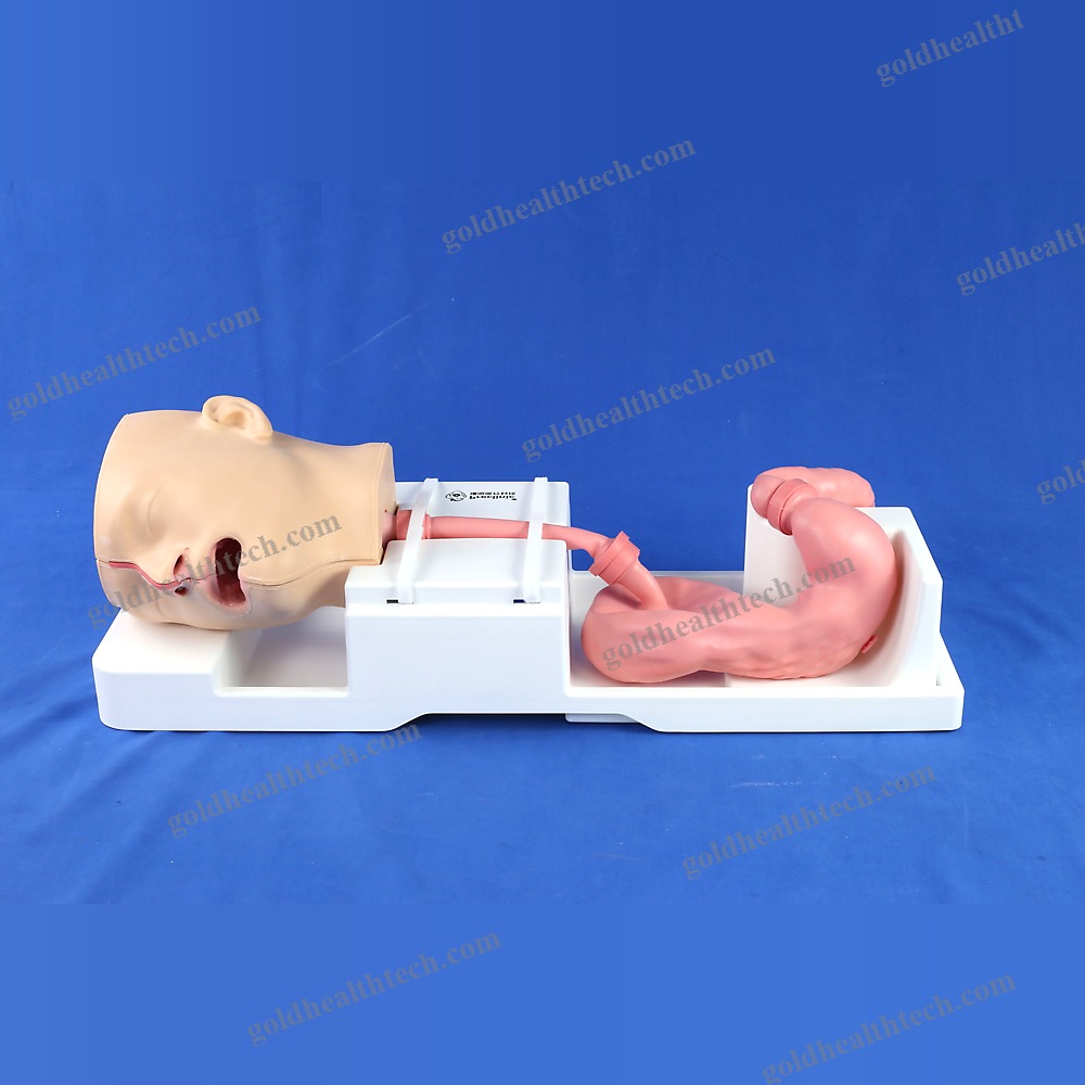 Digestive Endoscopy Simulator