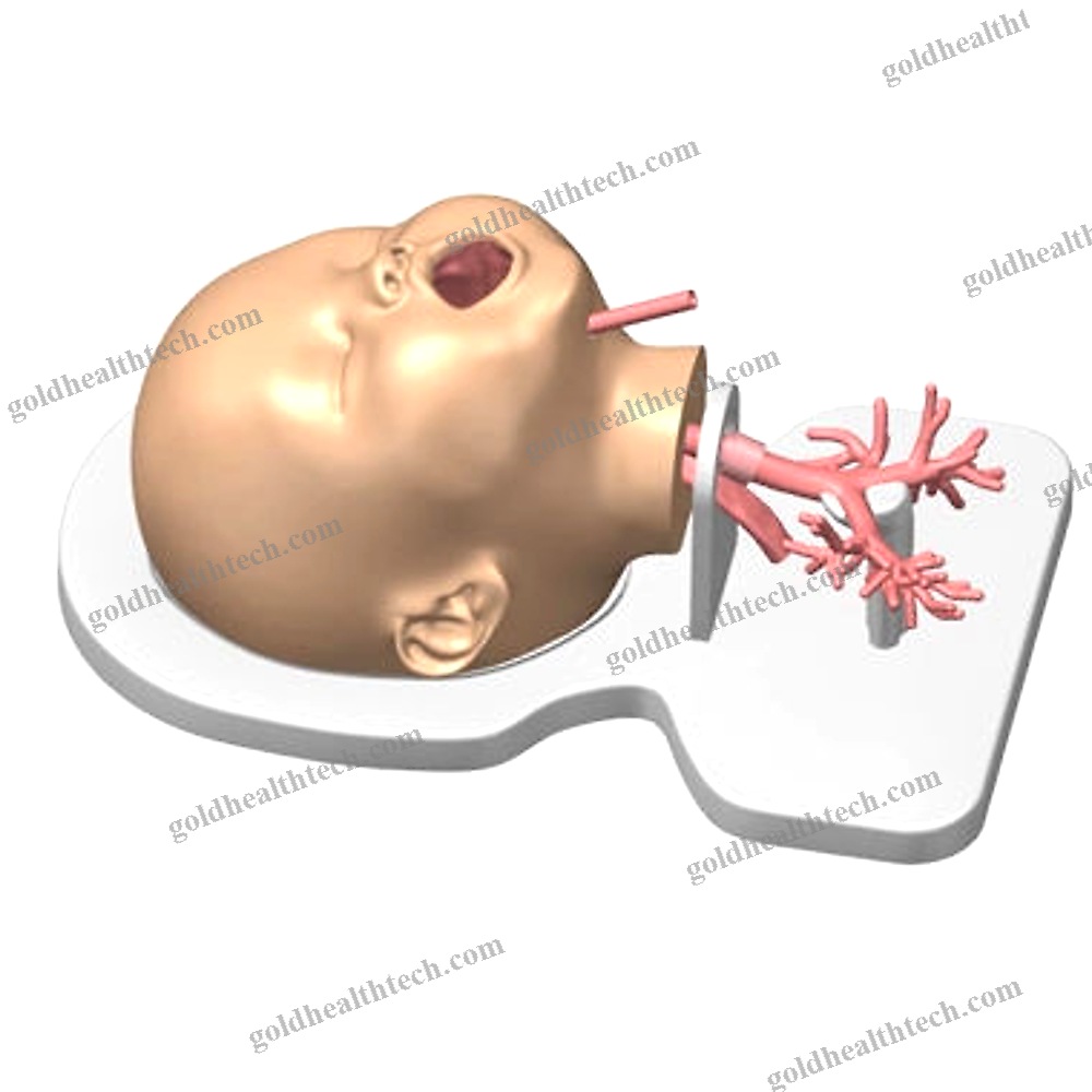 Lung Model