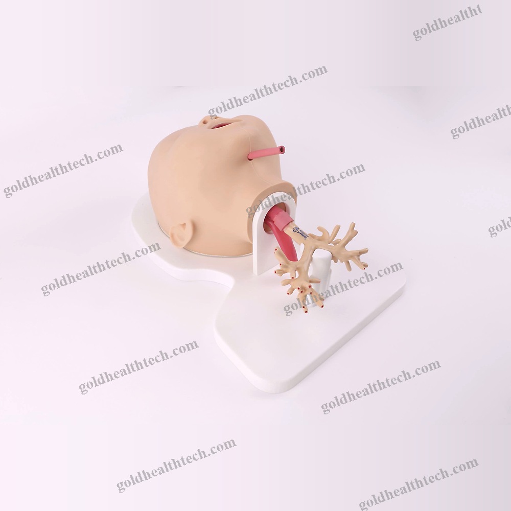 Lung Model