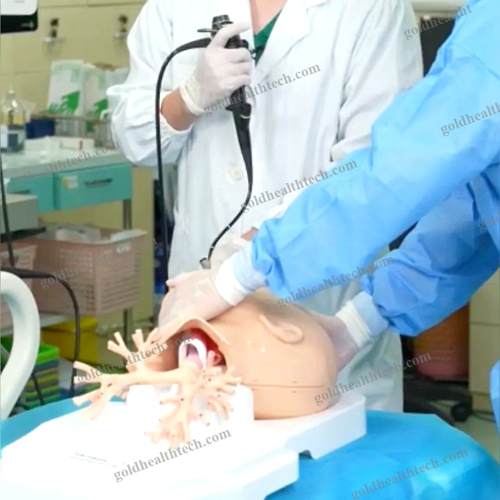 Lung Model