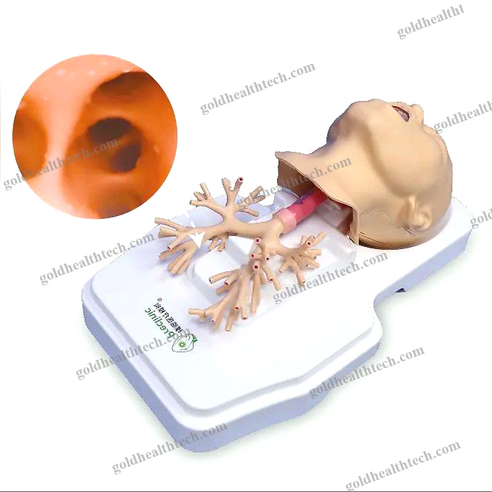 Lung Model