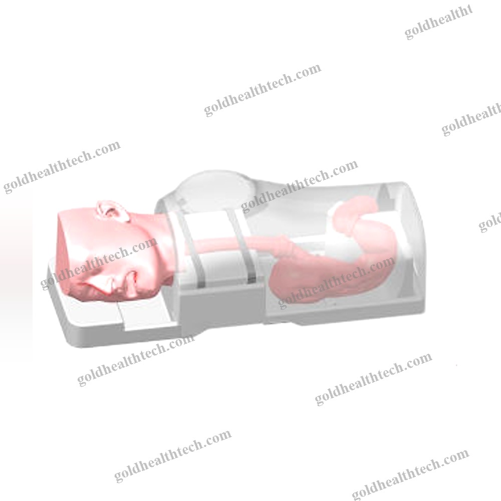 Digestive Endoscopy Simulator