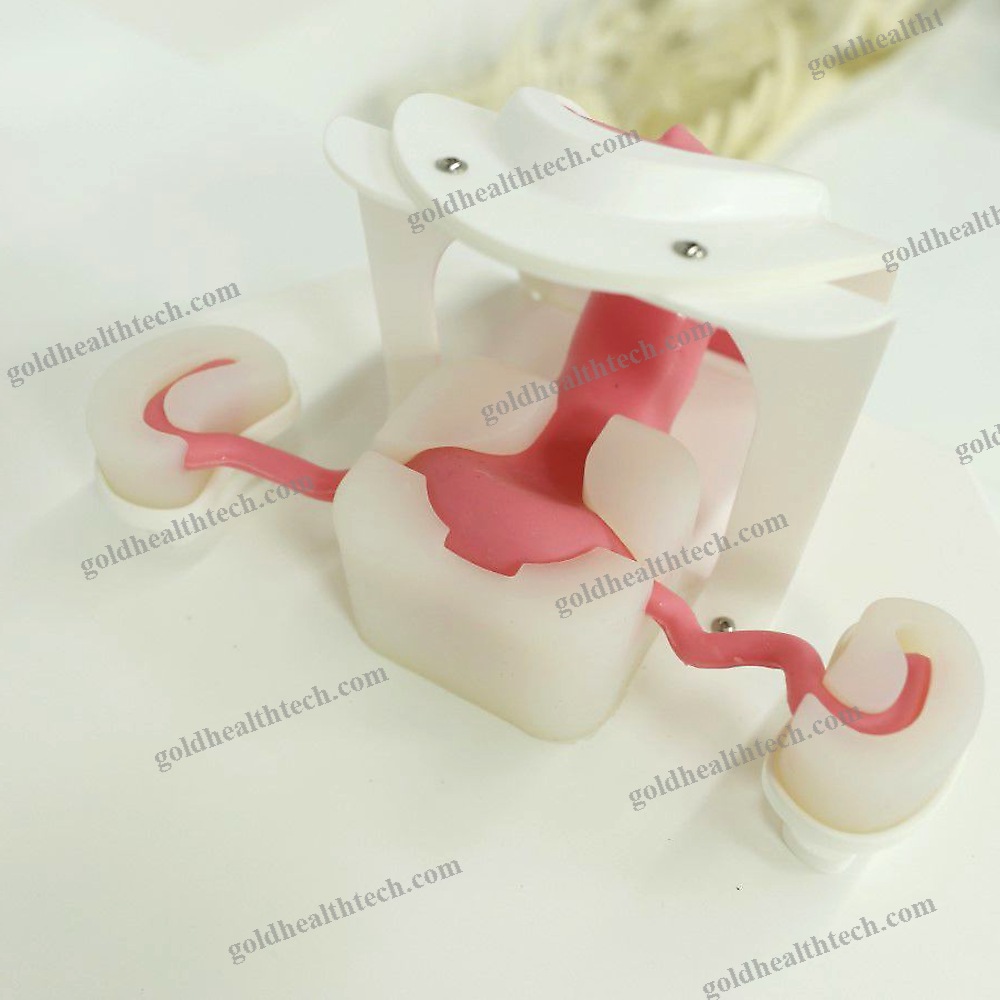 Hysteroscopy Simulator