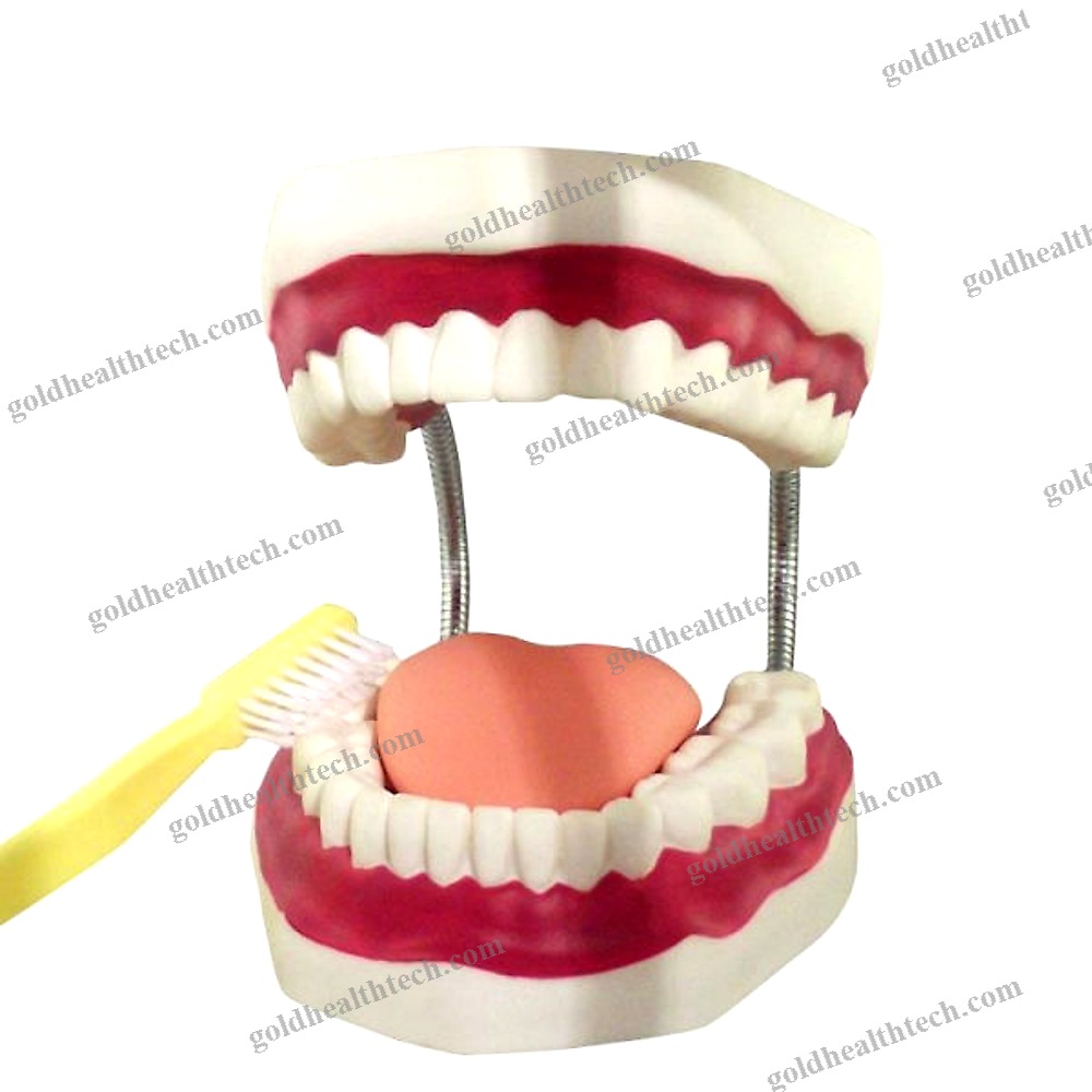 Denture Model