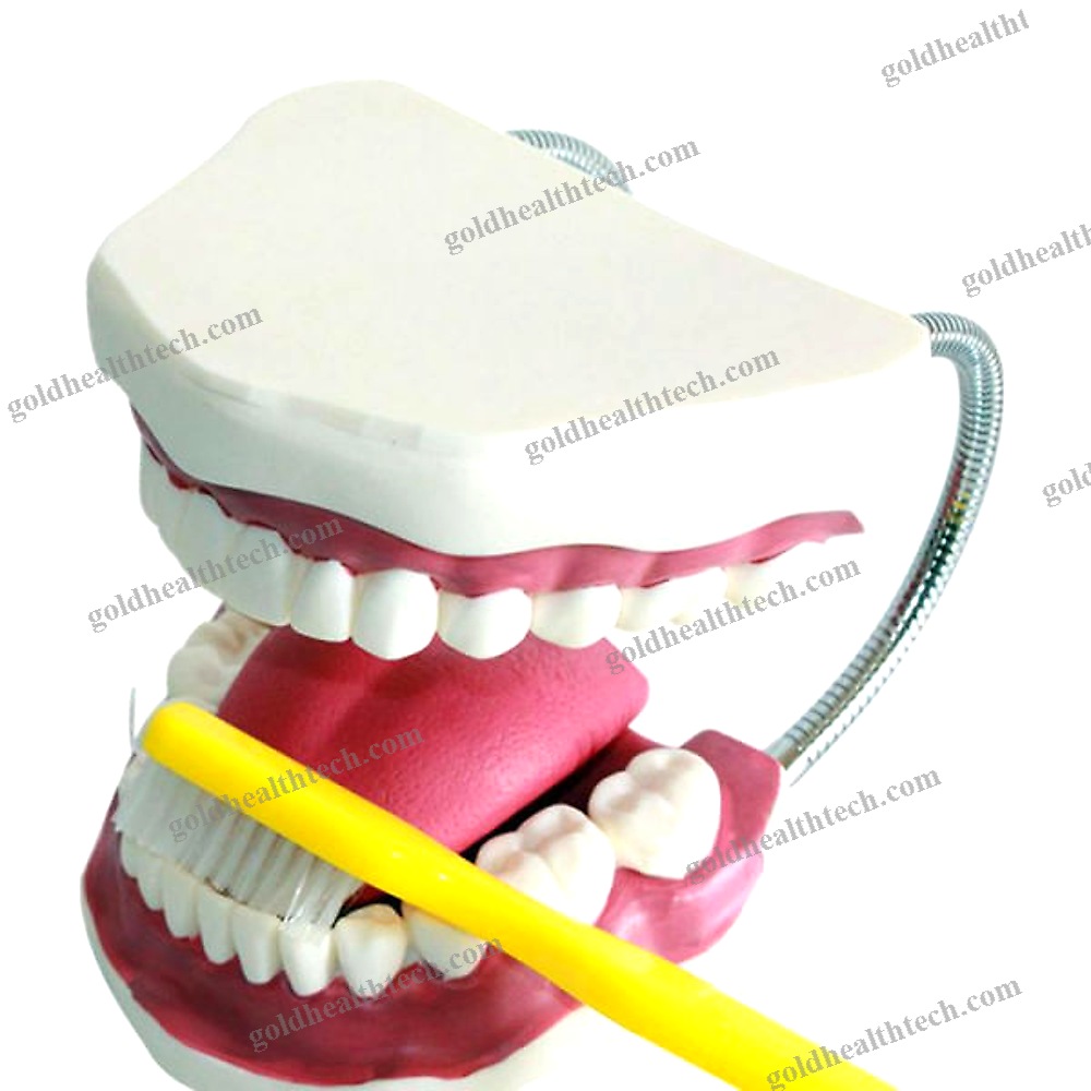 Denture Model