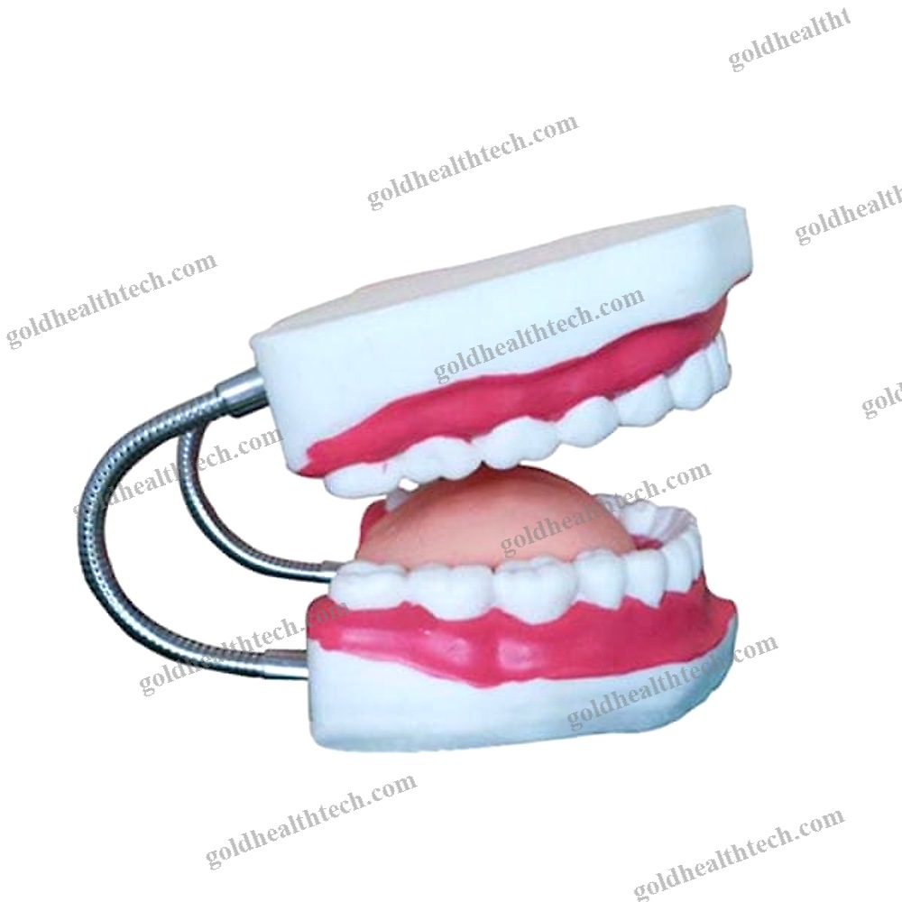 Denture Model