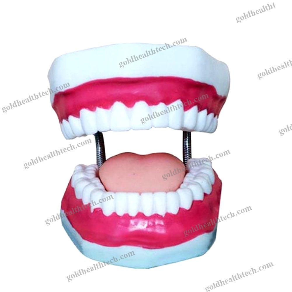 Denture Model