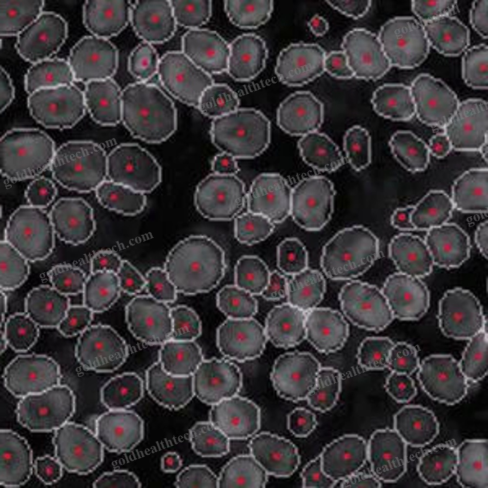 Molecular Biology Software