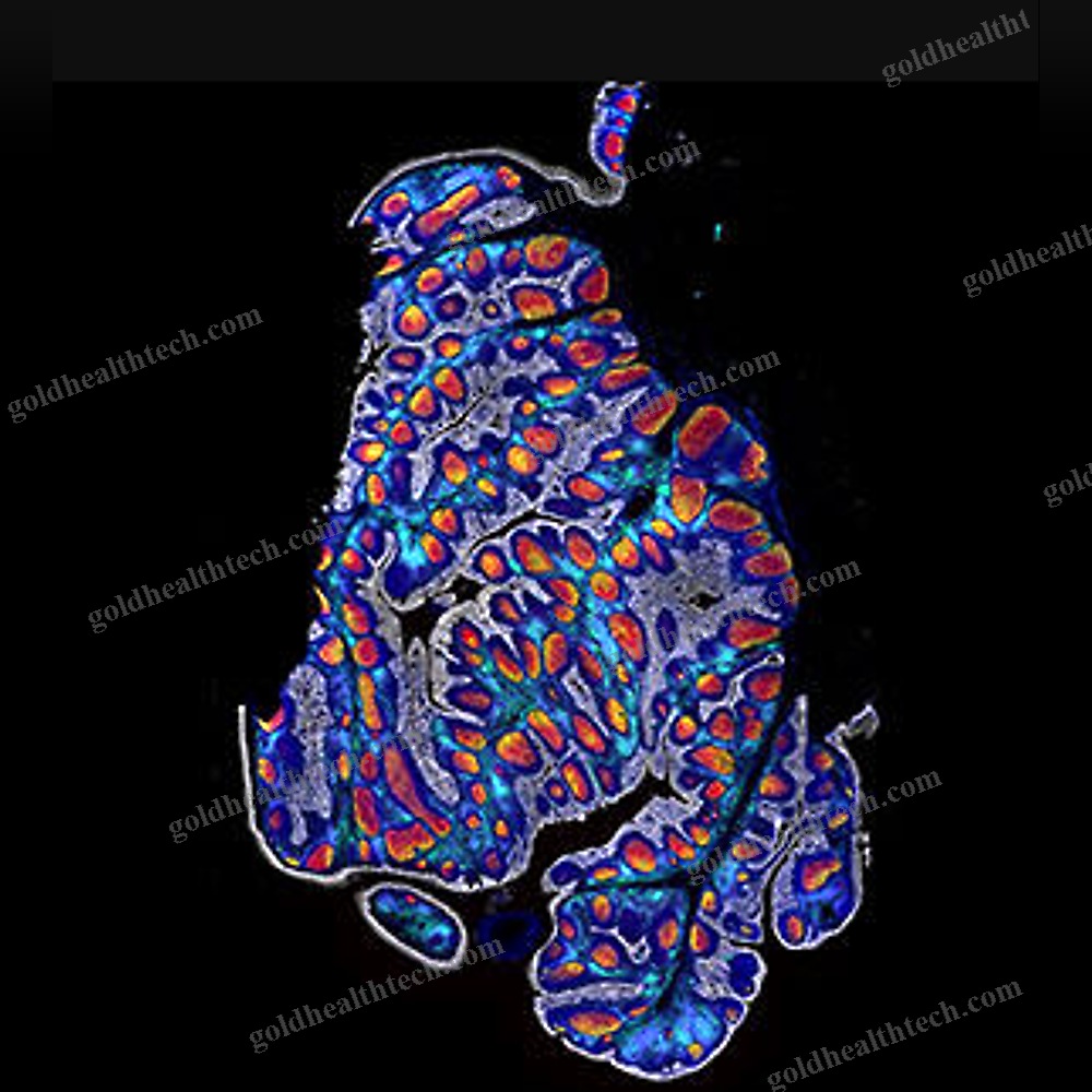 Molecular Biology Software