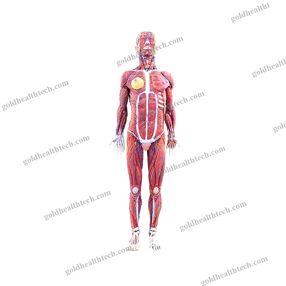Whole Body Anatomical Model