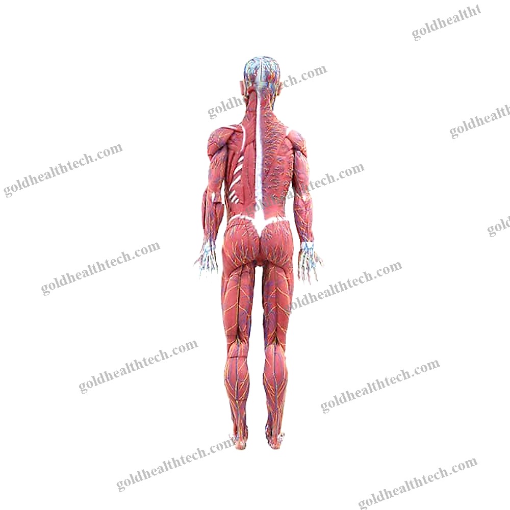 Whole Body Anatomical Model