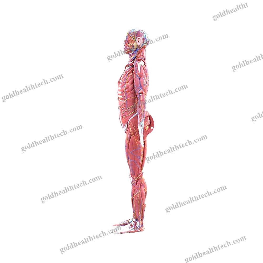 Whole Body Anatomical Model