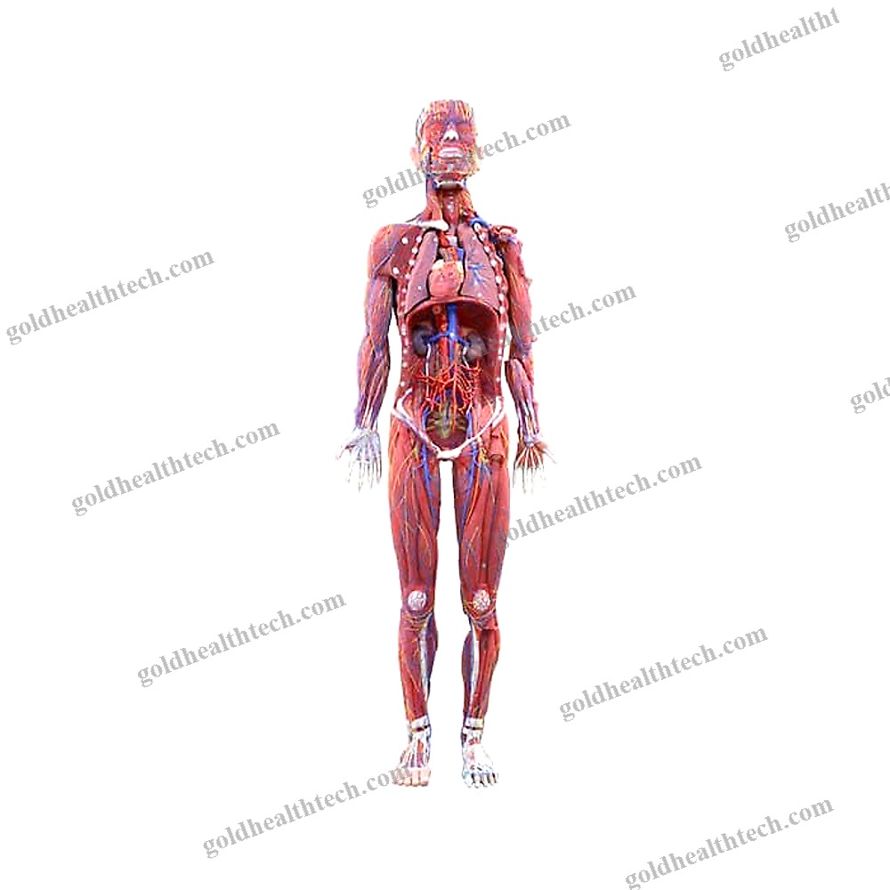 Whole Body Anatomical Model