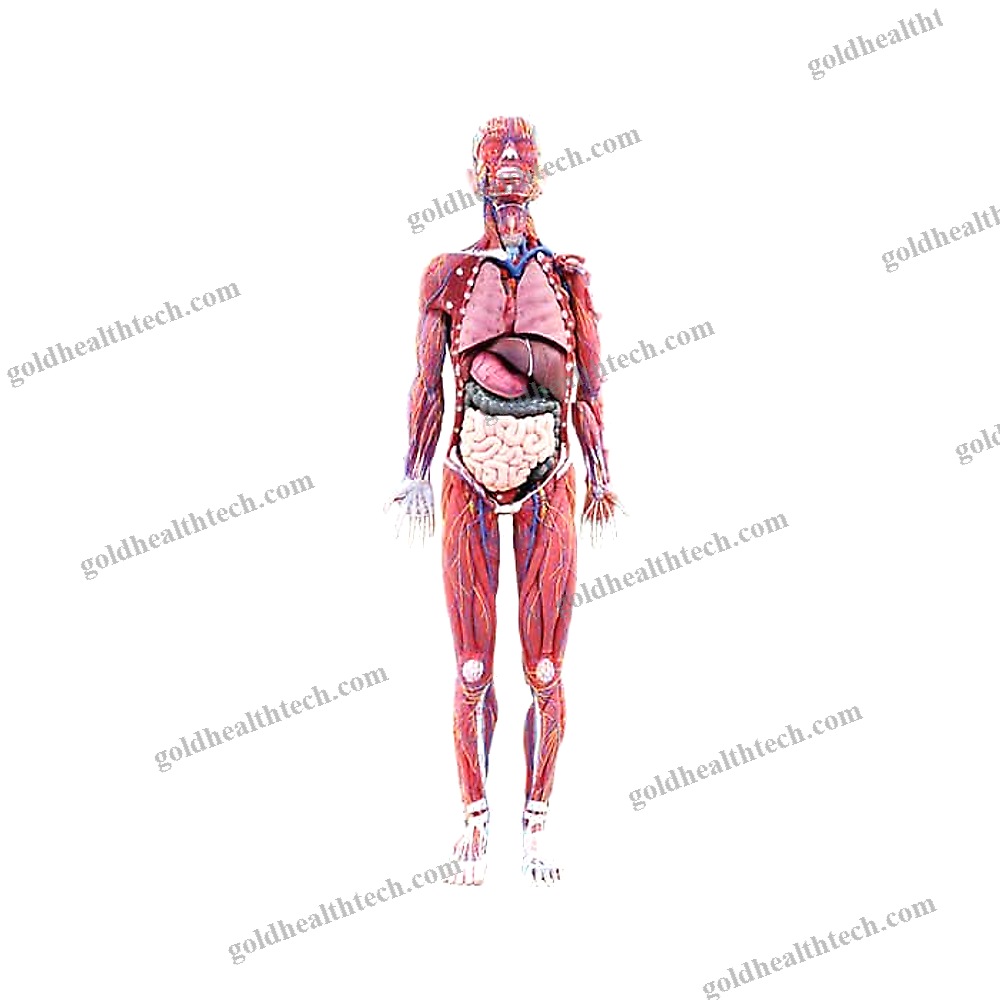 Whole Body Anatomical Model