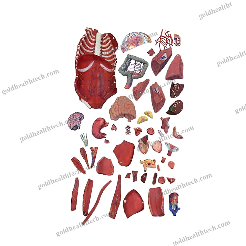 Whole Body Anatomical Model