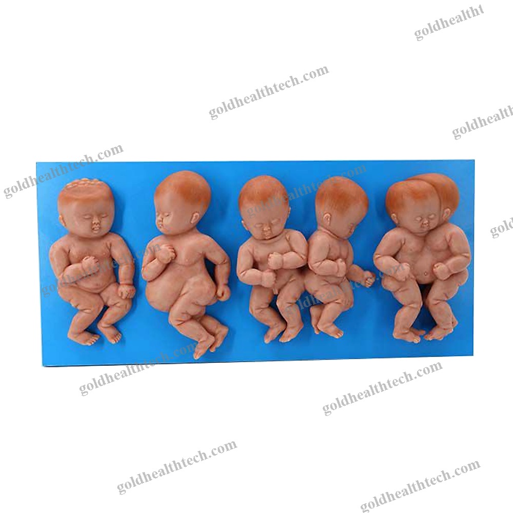 Body Anatomical Model
