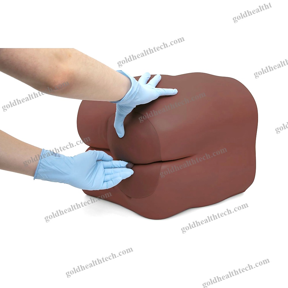 Rectal Touch Patient Simulator