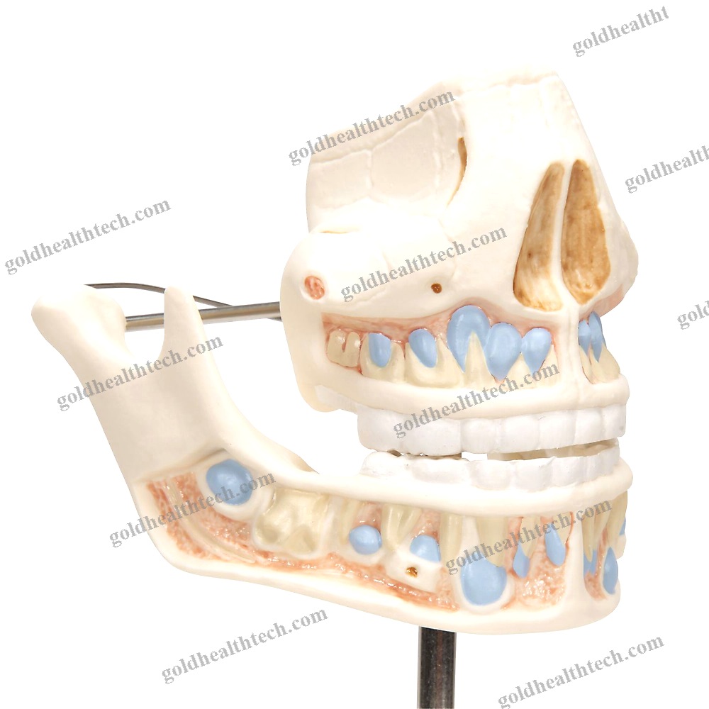 Jaw Anatomical Model