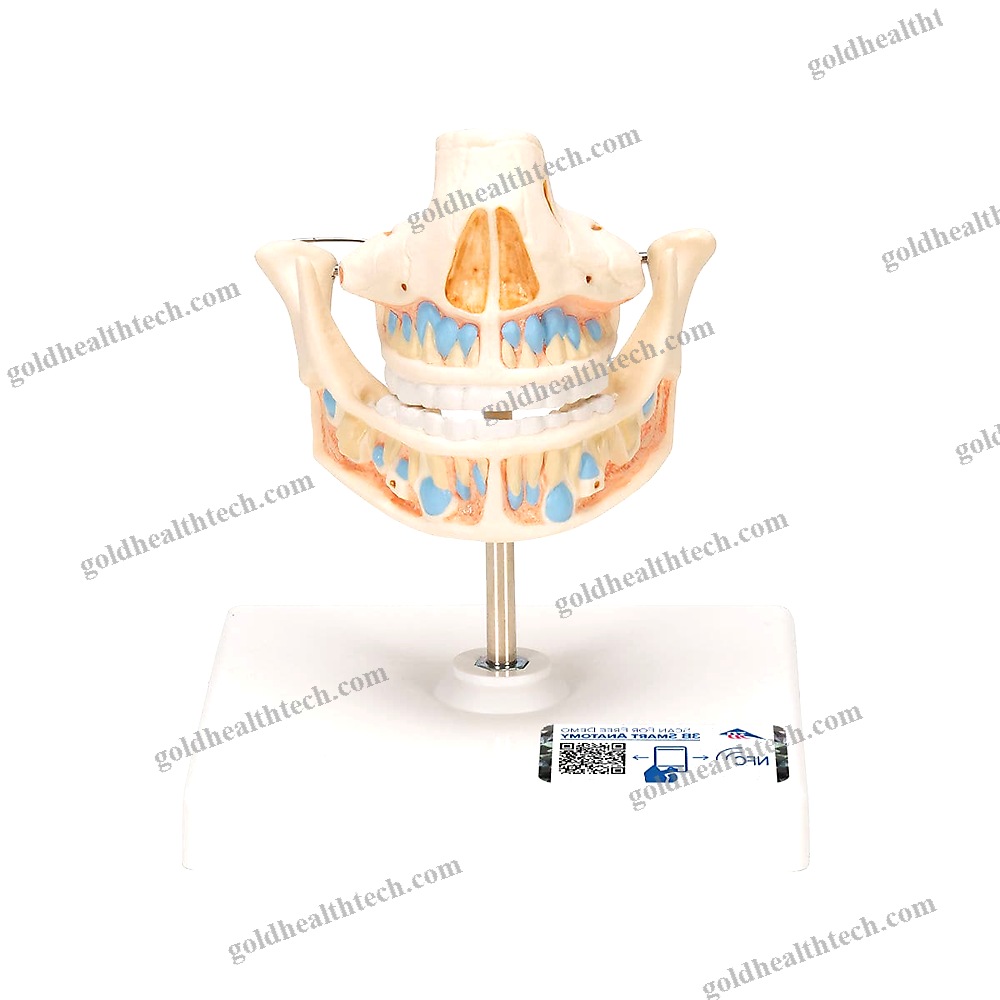 Jaw Anatomical Model