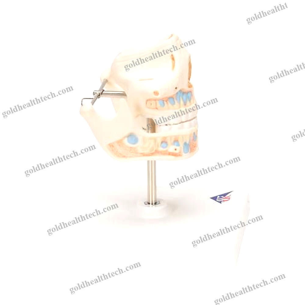 Jaw Anatomical Model