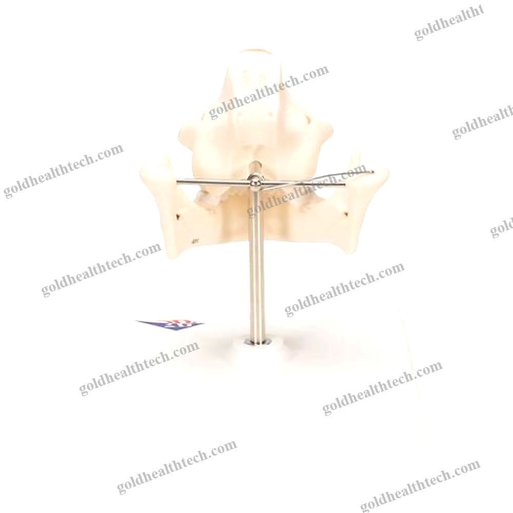 Jaw Anatomical Model