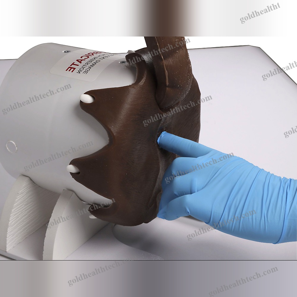 Rectal Examination Simulator