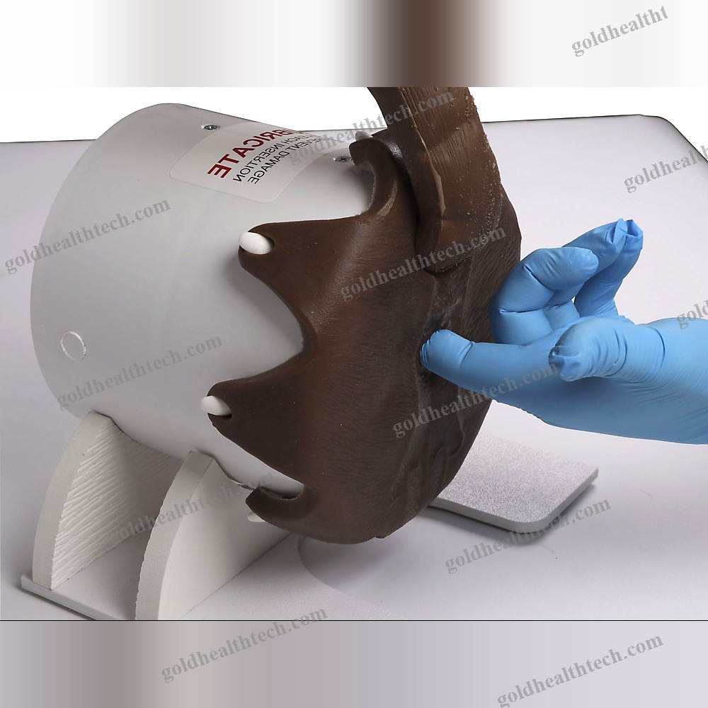 Rectal Examination Simulator