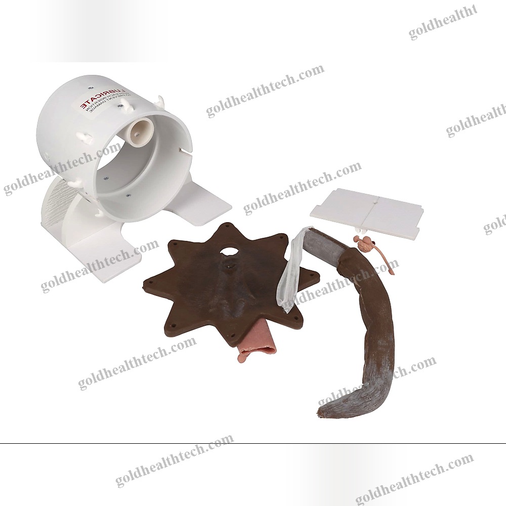 Rectal Examination Simulator