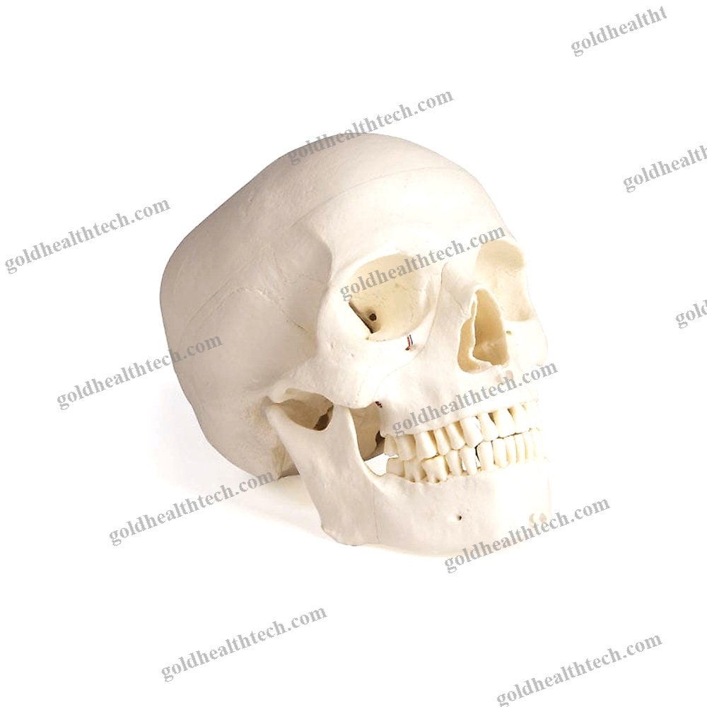 Skull Model