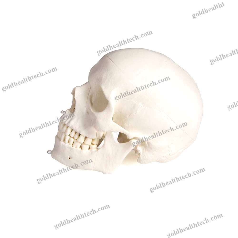 Skull Model