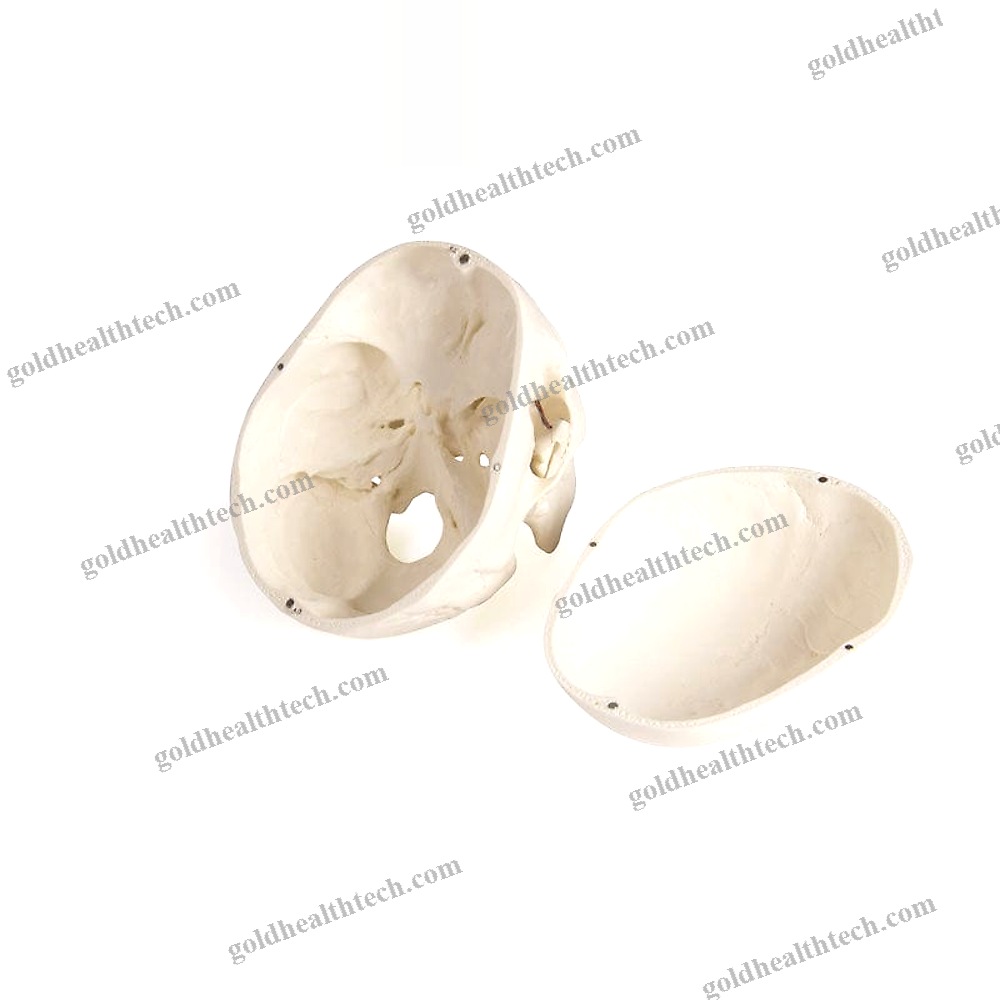 Skull Model