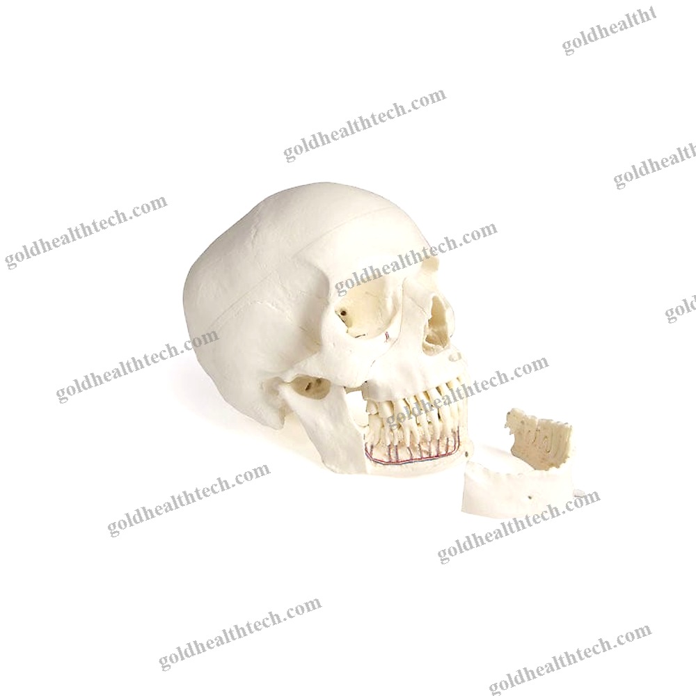 Skull Model