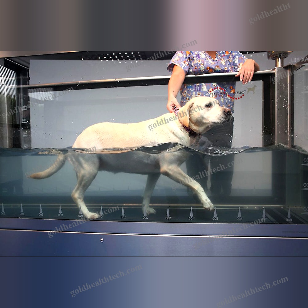 Underwater Veterinary Treadmill