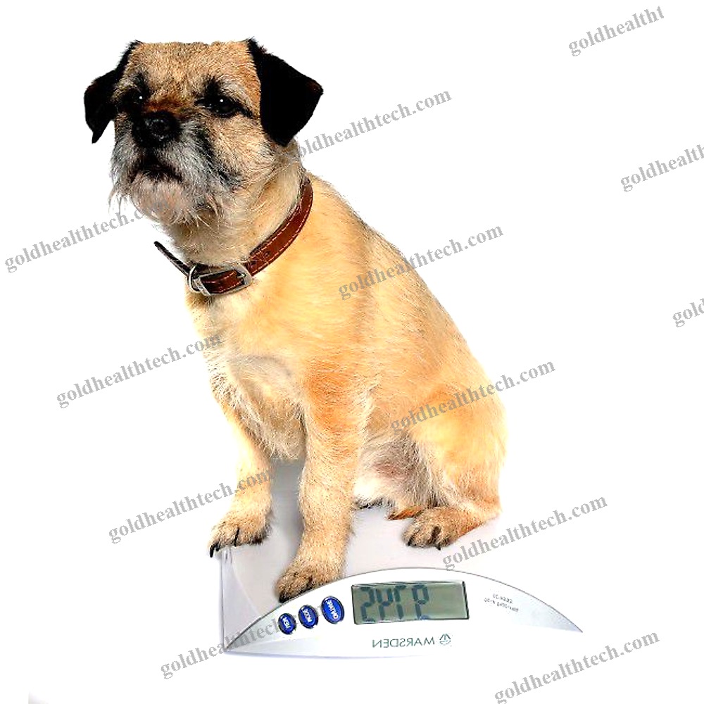 Electronic Veterinary Weighing Scale