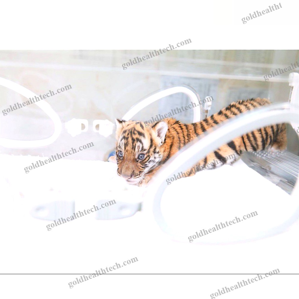 Veterinary Incubator
