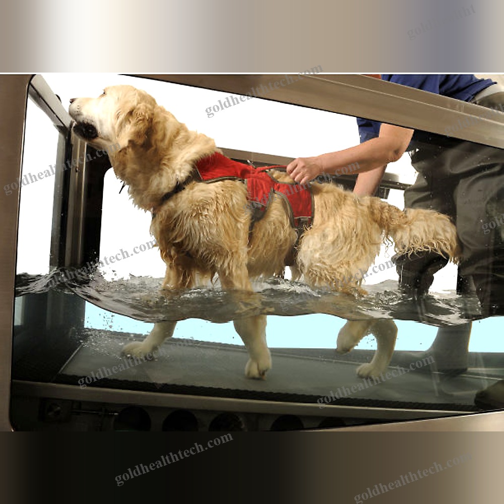 Underwater Veterinary Treadmill