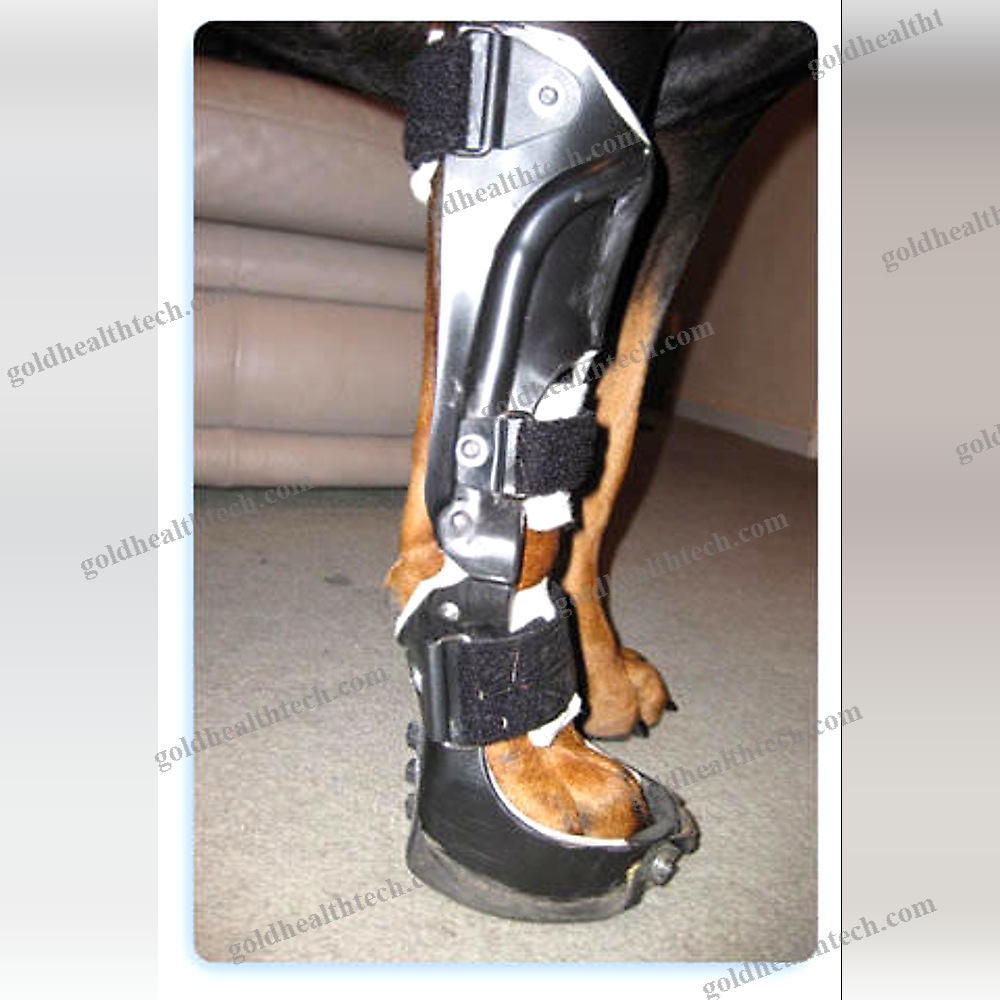 Canine Veterinary Orthosis