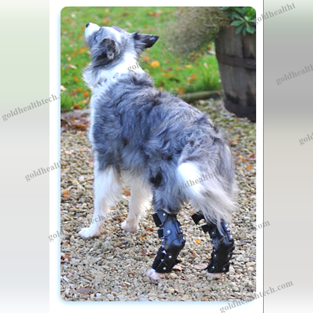 Canine Veterinary Orthosis